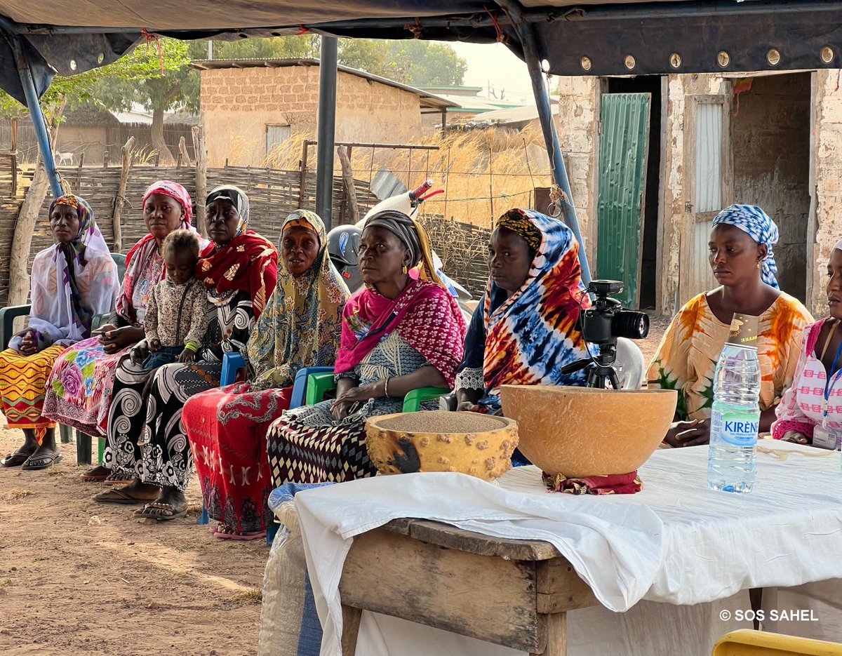 🌱 #InvestirDansLesFemmes SOS SAHEL s'engage auprès des productrices de la région de #Kédougou pour améliorer les techniques de production du #fonio et valoriser cette ressource. #WomenInClimateAction #8mars ➡️sossahel.org/lumiere-sur-le…