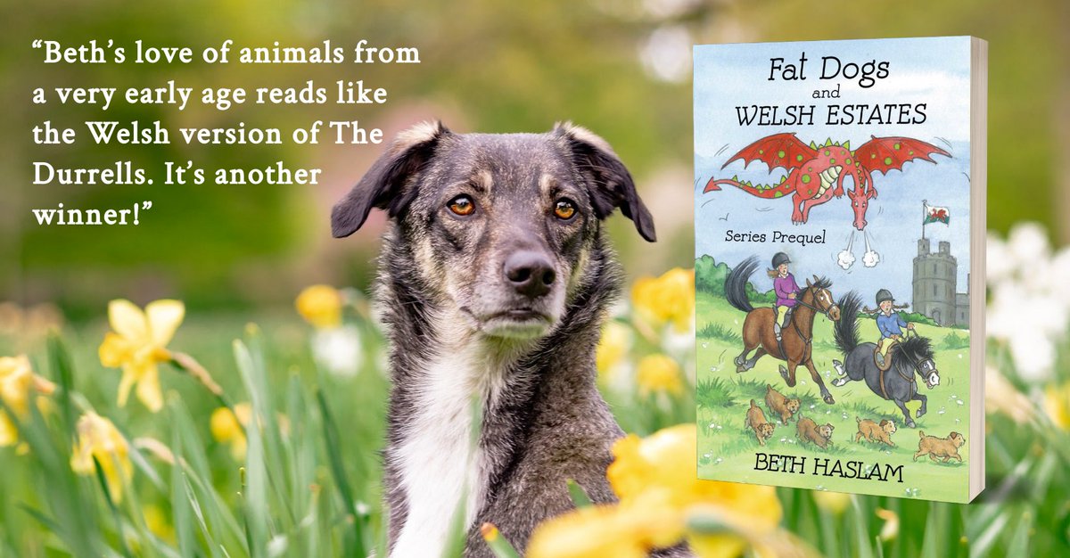 fatdogsfrance's tweet photo. Unruly racehorses and naughty Shetland ponies were part of my family, as were many other animals. And I loved them all. Join me as I grow up in Wales. As you'll discover, my upbringing was different. Very different. 🏴󠁧󠁢󠁷󠁬󠁳󠁿 #booklovers #BookBoost  #animallovers https://t.co/MaDN2EYMYm https://t.co/oM1LJGc26L