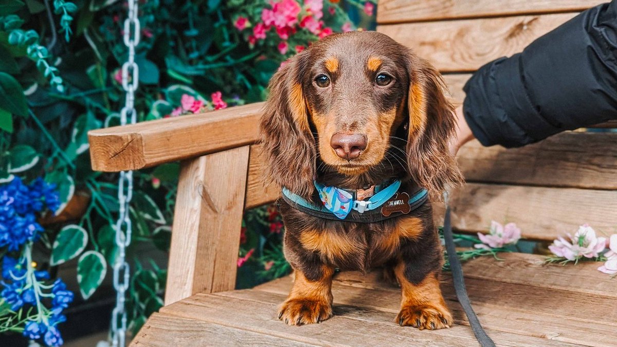Birmingham What's On (@whatsonbrum) on Twitter photo BOOK NOW: Dachshund <a href="/PupUpCafe/">Pup Up Cafe π</a> returns to Birmingham on 7 April. πΎ
Read more here π tinyurl.com/jb496v3c BOOK NOW: Dachshund <a href="/PupUpCafe/">Pup Up Cafe π</a> returns to Birmingham on 7 April. πΎ
Read more here π tinyurl.com/jb496v3c