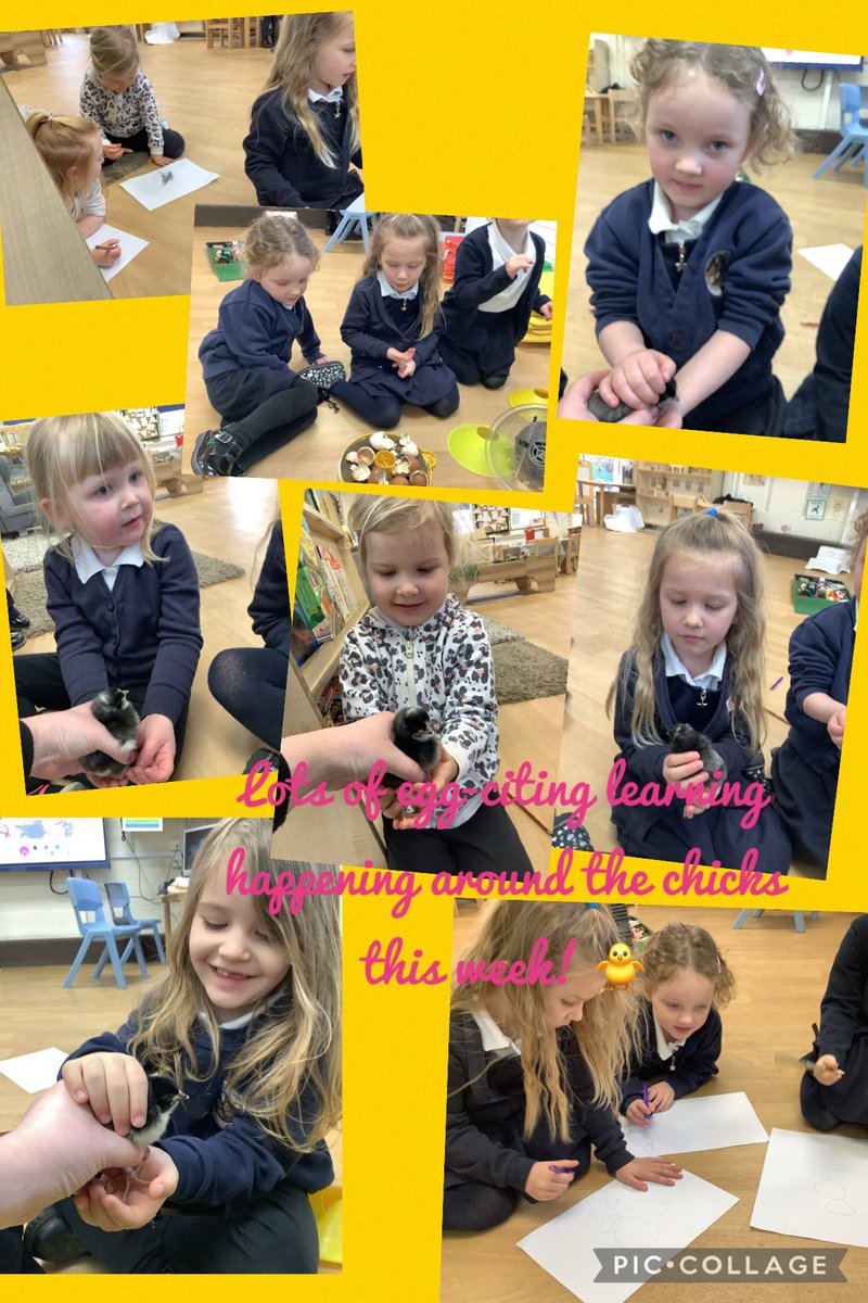 More chick news at Nursery 🌟