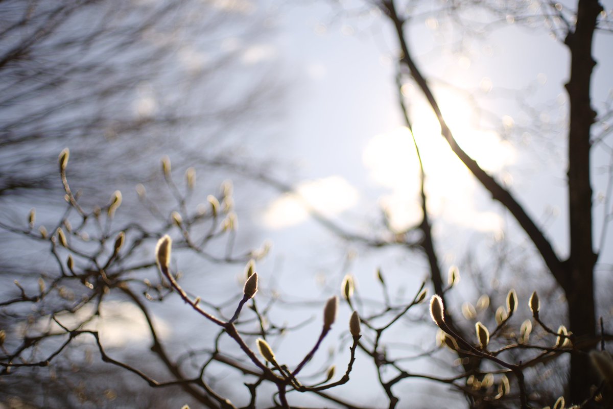 breaktop2's tweet photo. ハクモクレンです
#pentaxk1mkii #fa43 https://t.co/Rr3R4o0Kvg