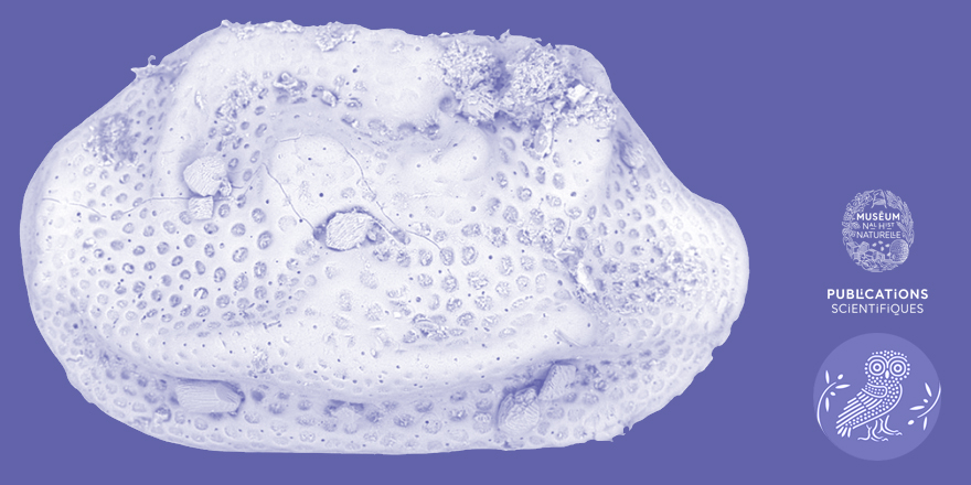 [#Palevol] Ornate Bairdiidae (Ostracoda) in 3 dimensions: exploring carapace morphology and pore canals of Triebelina van den Bold, 1946, Nodobairdia Kollmann, 1963 and Mirabairdia Kollmann, 1963

✒️ @mbforel et al. 
🔗 doi.org/10.5852/cr-pal…
#FossilFriday #Ostracods #Ostracoda