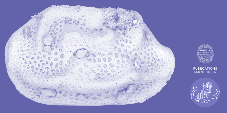 [#Palevol] Ornate Bairdiidae (Ostracoda) in 3 dimensions: exploring carapace morphology and pore canals of Triebelina van den Bold, 1946, Nodobairdia Kollmann, 1963 and Mirabairdia Kollmann, 1963

✒️ <a href="/mbforel/">Marie-Beatrice FOREL, Ph.D., Hab.</a> et al. 
🔗 doi.org/10.5852/cr-pal…
#FossilFriday #Ostracods #Ostracoda