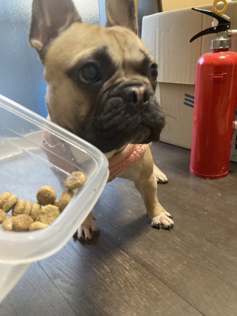 迷子のわんこを保護しました。
イビキかいてねてる。🤣🤣🤣