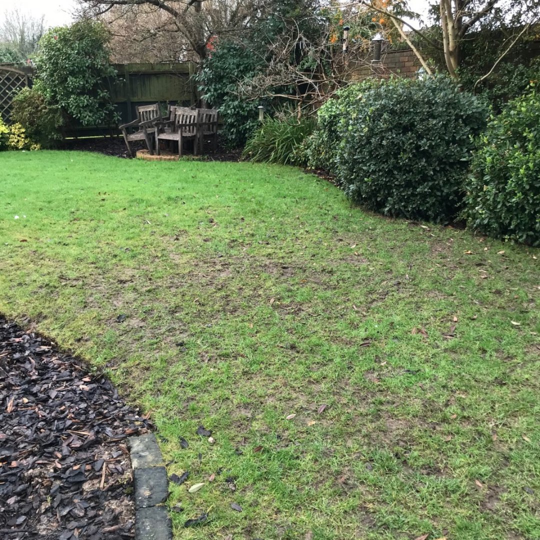 TurfSolvUk's tweet photo. 🕵️♂️ 'There's been a murder'... of crows in your garden! But fear not, TurfSolv® is here to solve the case! Stop crows from turning your lawn into a crime scene by targeting their snack source: pesky grubs. Say goodbye to 'murders' and hello to peace! 🌿🐦 https://t.co/X2oUe4Ju2C