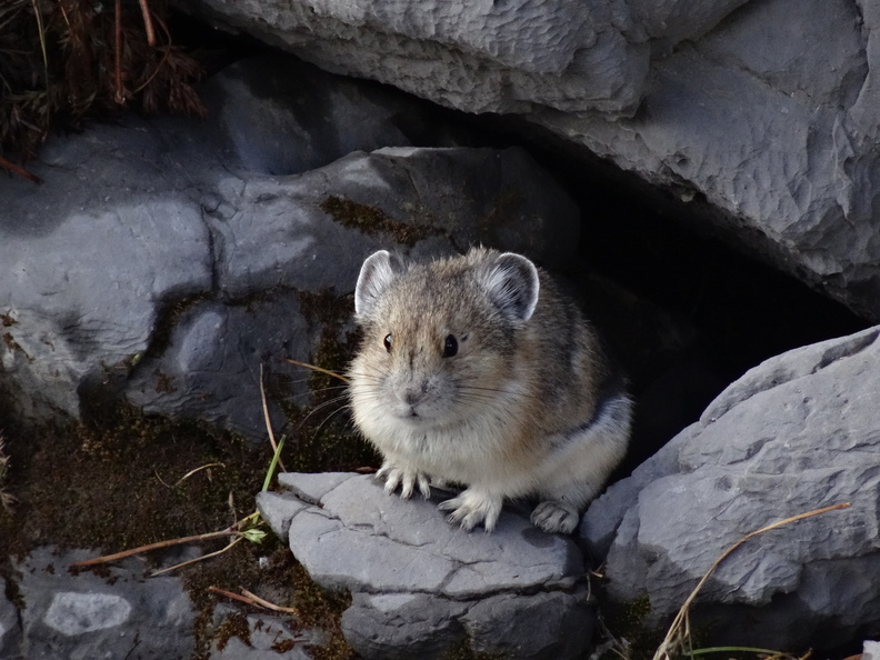One of our favorites - the American Pika.

#FabPhotoFriday
📸: Morgane Merlin
