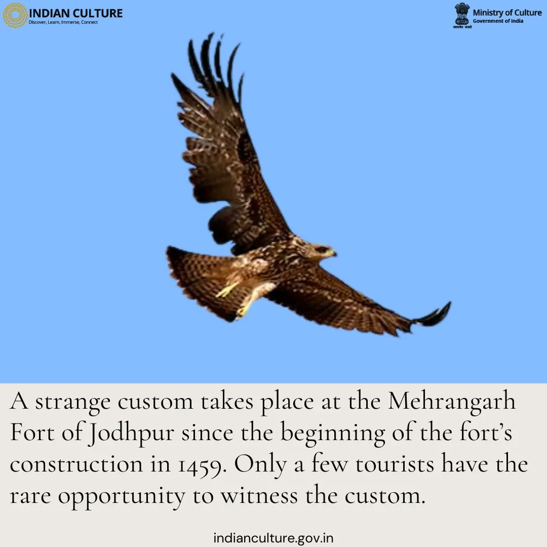 _IndianCulture's tweet photo. Read more about the Eagles of the Mehrangarh Fort on the Indian Culture Portal.
#mehrangarhfort #marwar #rajasthan #jodhpur #fortsofindia #eagles #indianrituals #uniquerituals #rajasthan #karnima #raojodha #indianhistory #historyofindia #cultureofindia #rajasthantourism https://t.co/Vo4wOxQND7