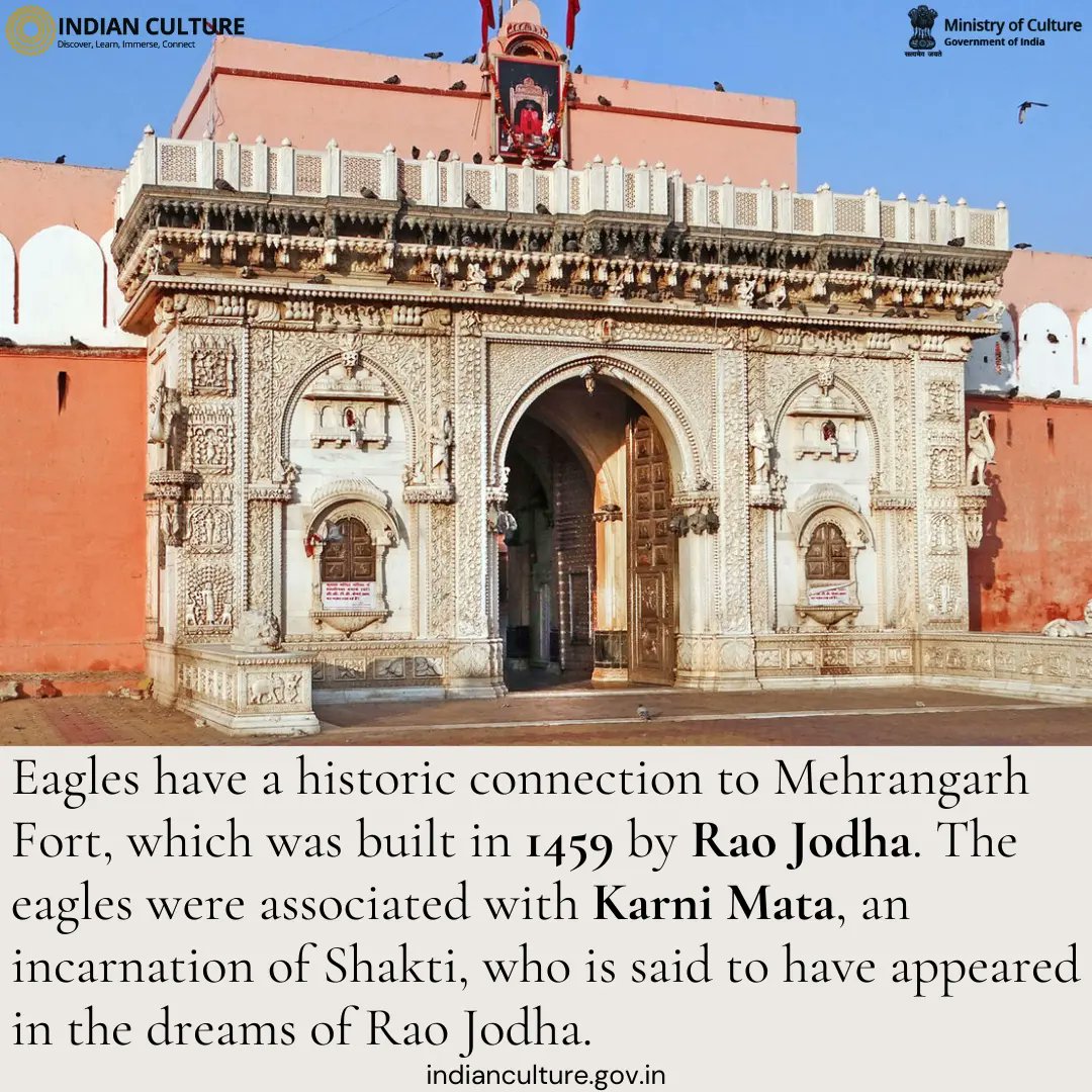 Read more about the Eagles of the Mehrangarh Fort on the Indian Culture Portal.

#mehrangarhfort #marwar #rajasthan #jodhpur #fortsofindia #eagles #indianrituals #uniquerituals #rajasthan #karnima #raojodha #indianhistory #historyofindia #cultureofindia #rajasthantourism