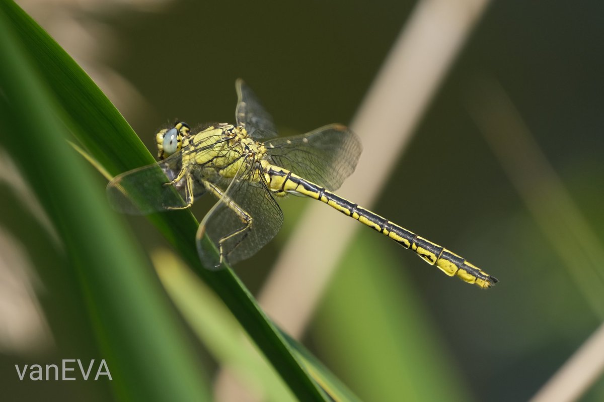 e_vanEVA's tweet image. En de #plasrombout #libellente
