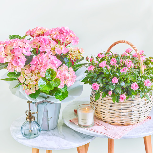 ShopstopCJ's tweet photo. Still on the hunt for the perfect last-minute Mother's Day gift? ✨

 Dive into relaxation with a lush bath bomb set, brighten her day with a bouquet of flowers from M&amp;S, or indulge her sweet tooth with a box of chocolates from Hotel Chocolat 💐🍫✨ https://t.co/KiqaTrYkg5