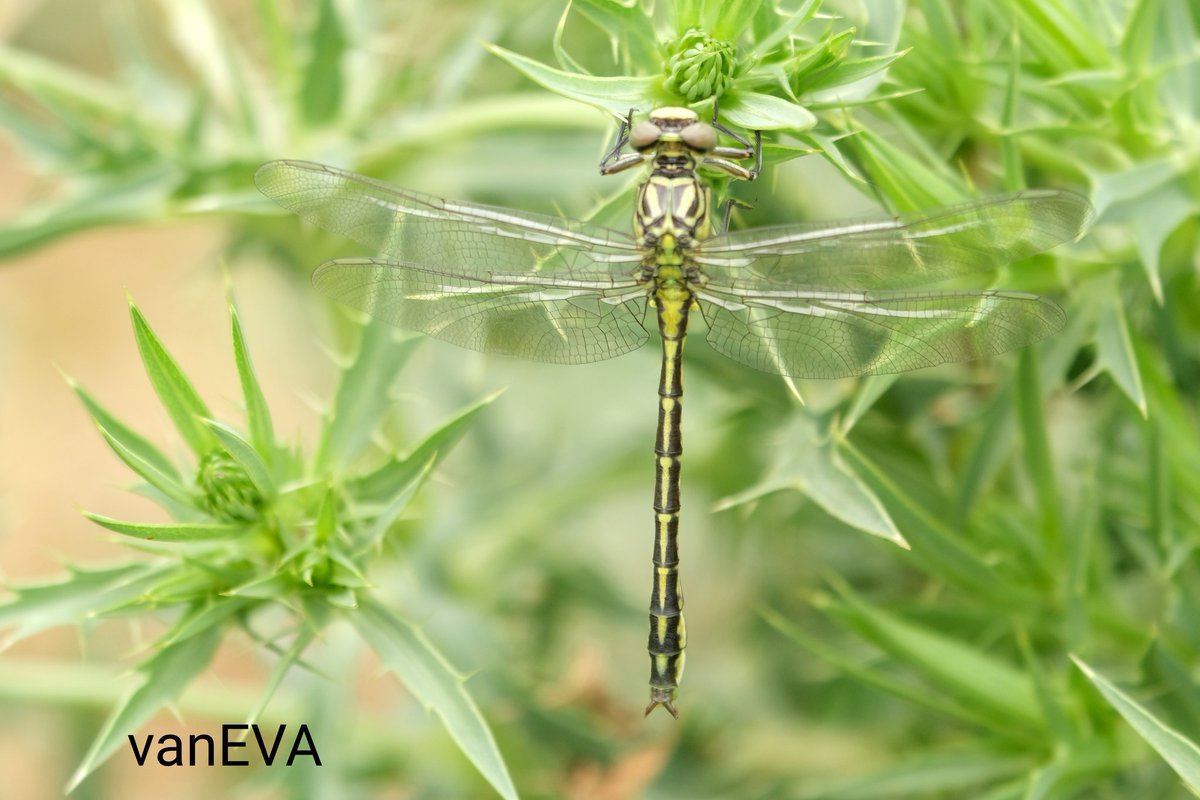 e_vanEVA's tweet image. Hier nog een #rivierrombout #libellente