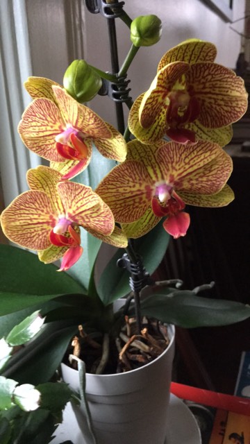 VonFonay's tweet photo. @kohn_federico @BandieriMaria Un par de orquídeas que teníamos en Connecticut en @SouthOrganics USA . https://t.co/VIczIGSS9d