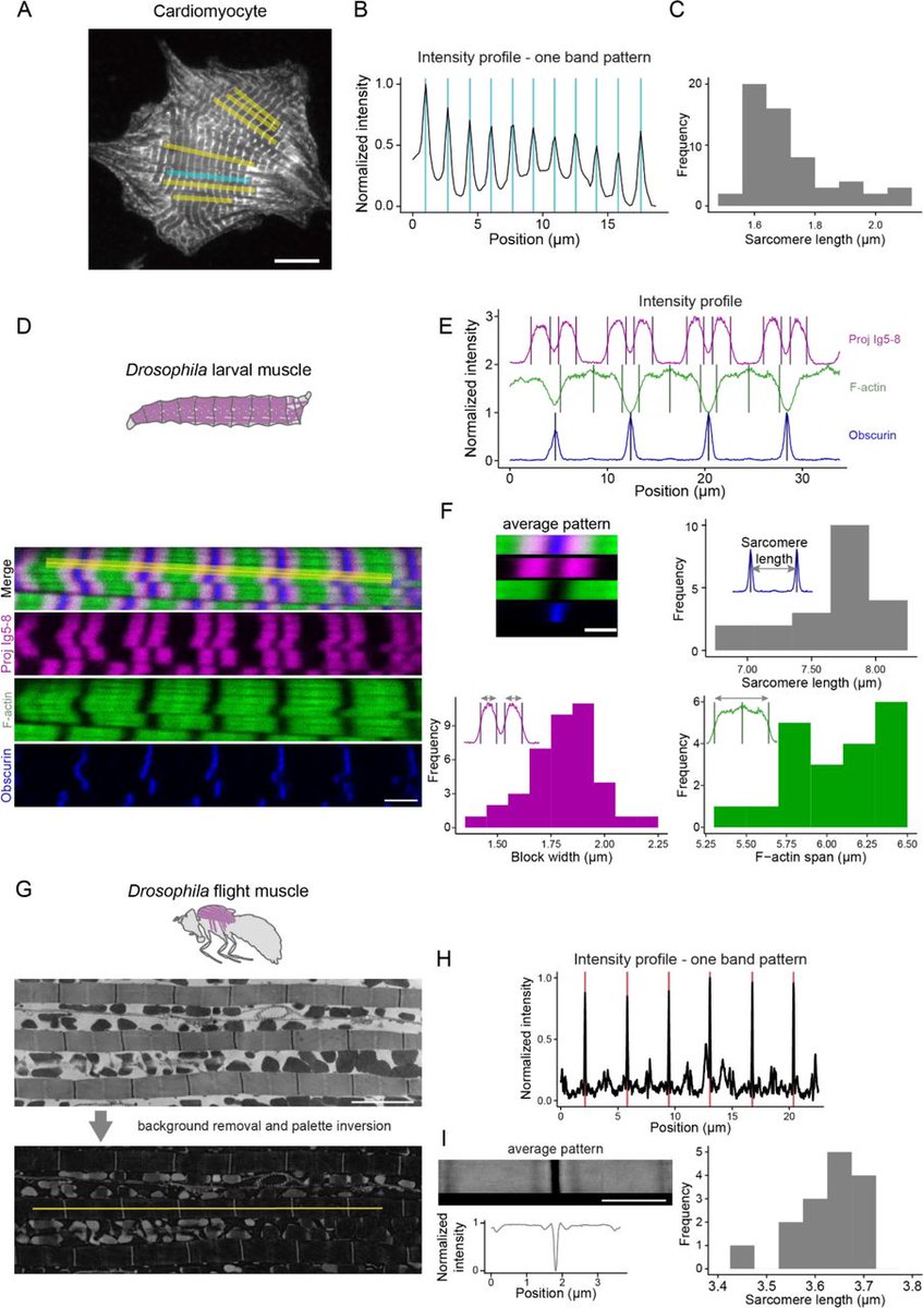 MWNautilus's tweet photo. #PatternJ: An #ImageJ  #OpenSource toolset for the #automated &amp; quantitative #analysis of regular spatial  #patterns found in #cells &amp; #tissue:

-video #tutorial available

https://t.co/4DLwJBMJeE
#DIYbio #lab #instruments #imaging #Fiji #biology #microscopy #bioinformatics https://t.co/NOmYo7fO9Q