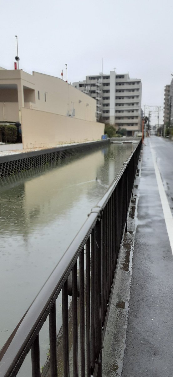 よく電車止まる日だこと

遅刻して大正解

会社つく頃には濛(小雨)になり
帰路は乾いていた

行きは霙、帰りの最寄り駅は篠突かない雨を
合羽着ない自転車で突っ切っていった

機械生命体に知識を寄与する人手の尊さ
雨が手を振った水鳥の鶏冠が振り返った