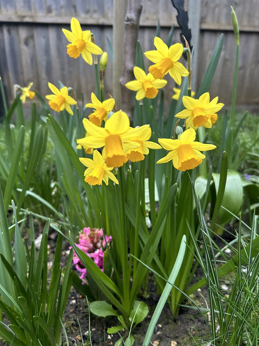 Spring is in the air 🌼🌷🌸🪻🌹#spring #springtime #flowers #springflowers #bulbs #daffodils #pansies #hyacinth #crocus #muscari #hangingbasket #garden #lovemygarden #mrstitchmarsh #gardenlove #springgarden