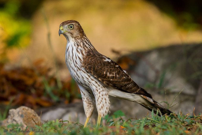 A young Cooper's Hawk hunting in my backyard. #FridayFeeling #FridayVibes #Alabama #birds