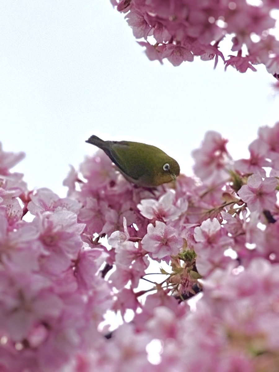 Cherry blossoms have visitors🦜 #PinkFriday #FlowersonFriday #cherryblossoms