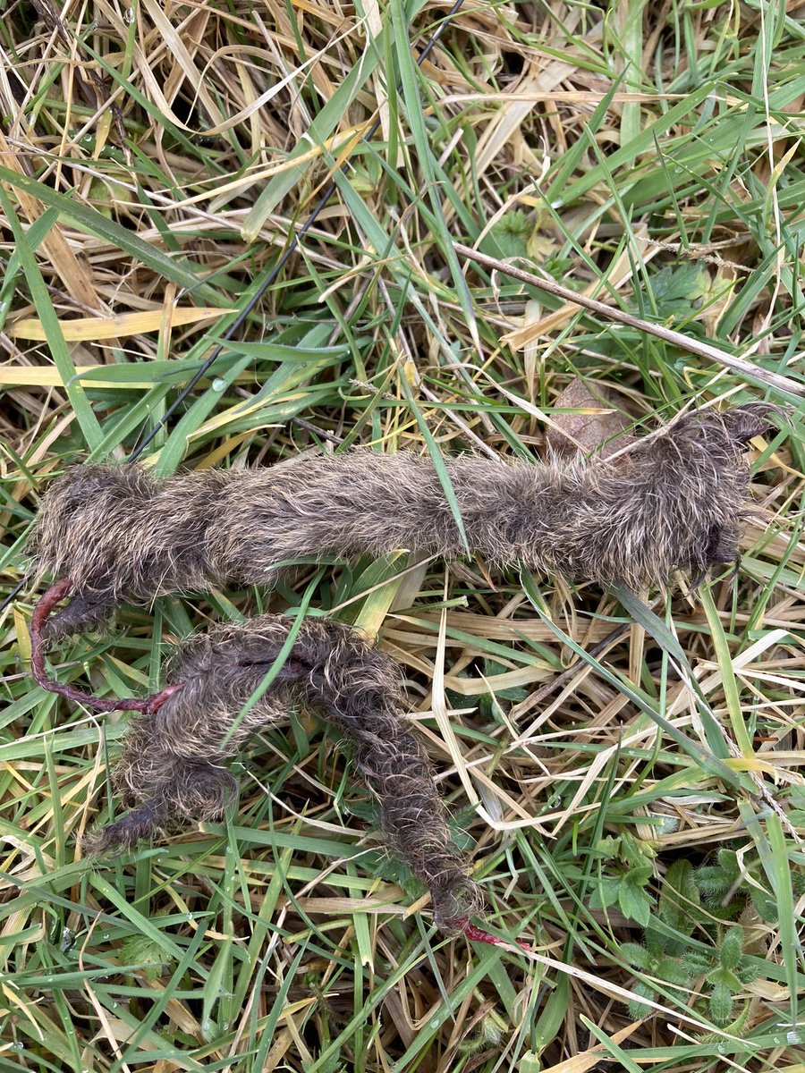 I noticed this on my walk this morning, thinking some little critter had come to grief, but I think it’s Roe deer velvet?