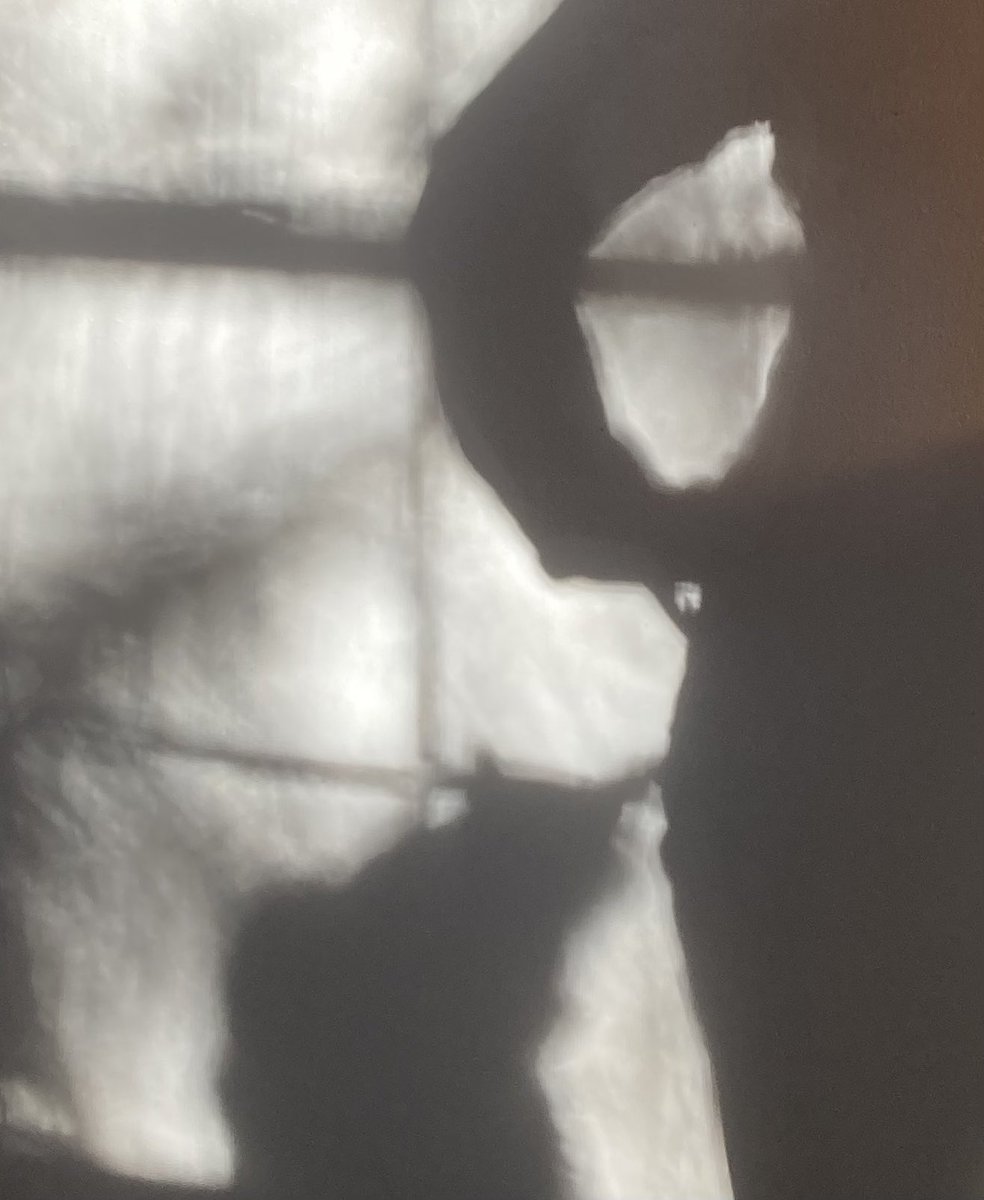 Shadows series #cats #morningsunlight