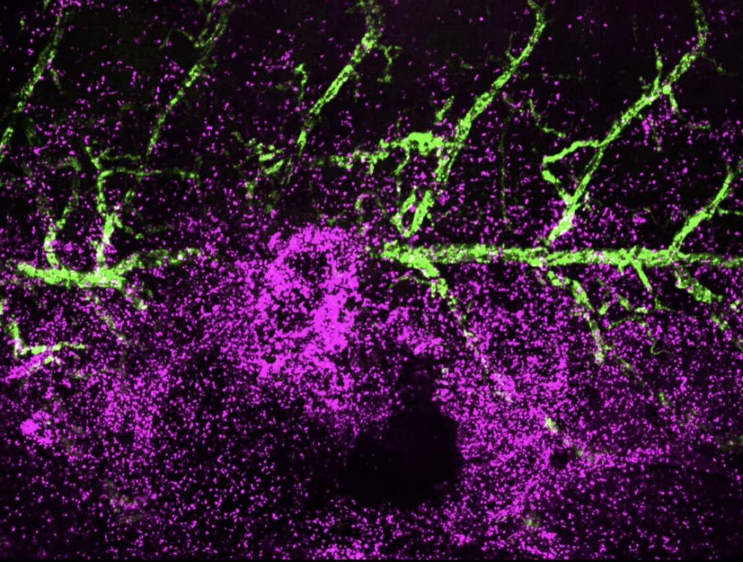 If you're at #TAGC24 and interested in #zebrafish , beautiful images and movies, and learning how vessels and immune cells react after a cutaneous wound, come see Leah's talk in the 10:30 aging and neurodegeneration session! eppro01.ativ.me/appinfo.php?pa… #TAGC24