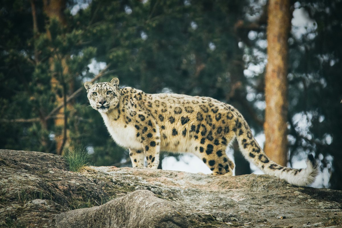 A new study has uncovered the impact the climate crisis and human disturbance are having on the Himalayan habitats of some of the world's rarest carnivores, @pragathi_r24 reports 🏔️ Read more here ⤵️ gndmedia.co.uk/articles/absen…