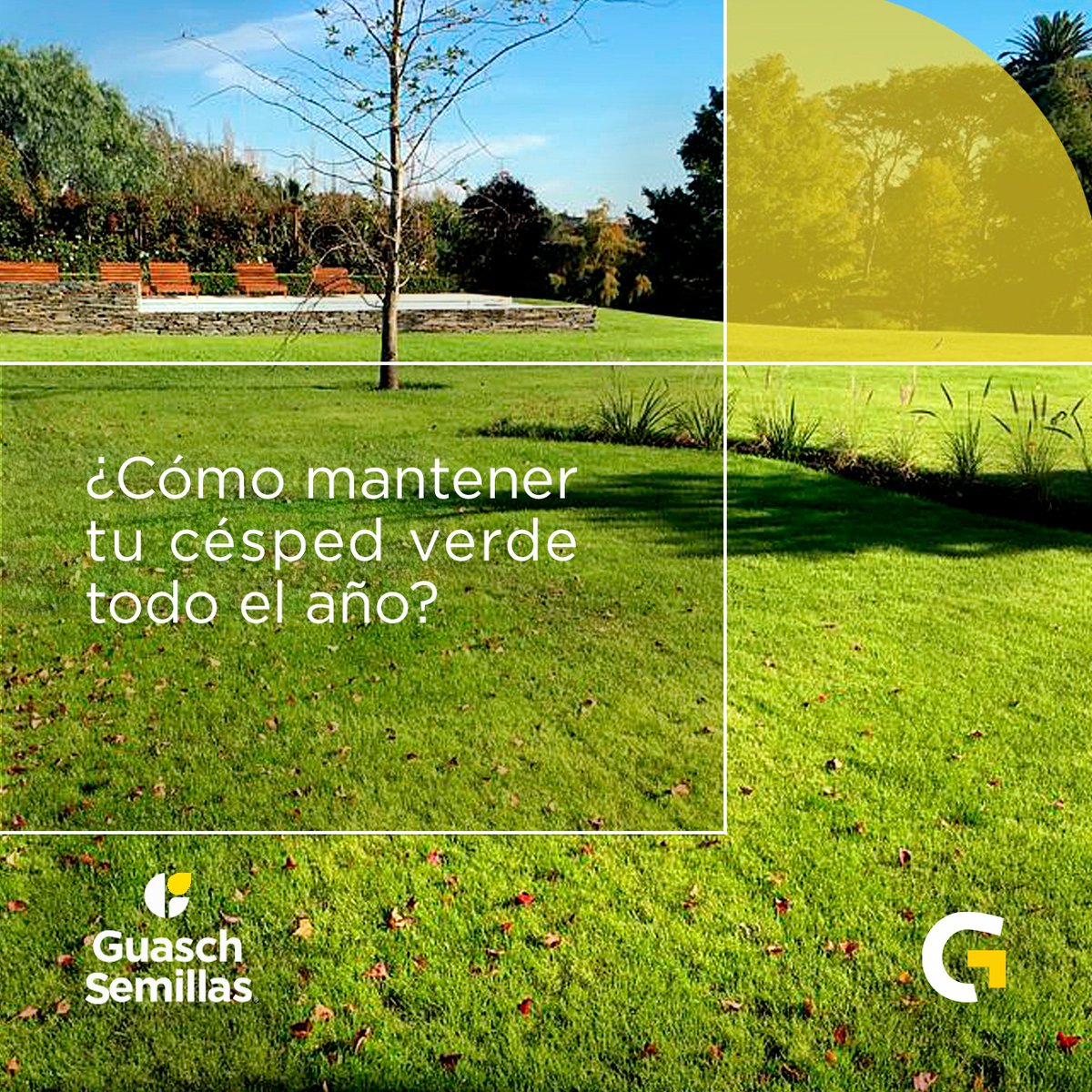 GuaschComAr's tweet photo. Transformá tu césped amarillento en un oasis verde durante los meses más fríos con la resiembra de Raigrás Anual.
Visita nuestro sitio web https://t.co/ZoAC3nFim3
#GuaschSemillas #SembrarCalidadEsAsegurarFuturo #Guasch #CompromisoConLaCalidad #jardinería #ryegrass #cespednatural https://t.co/d9Z6RCkTne