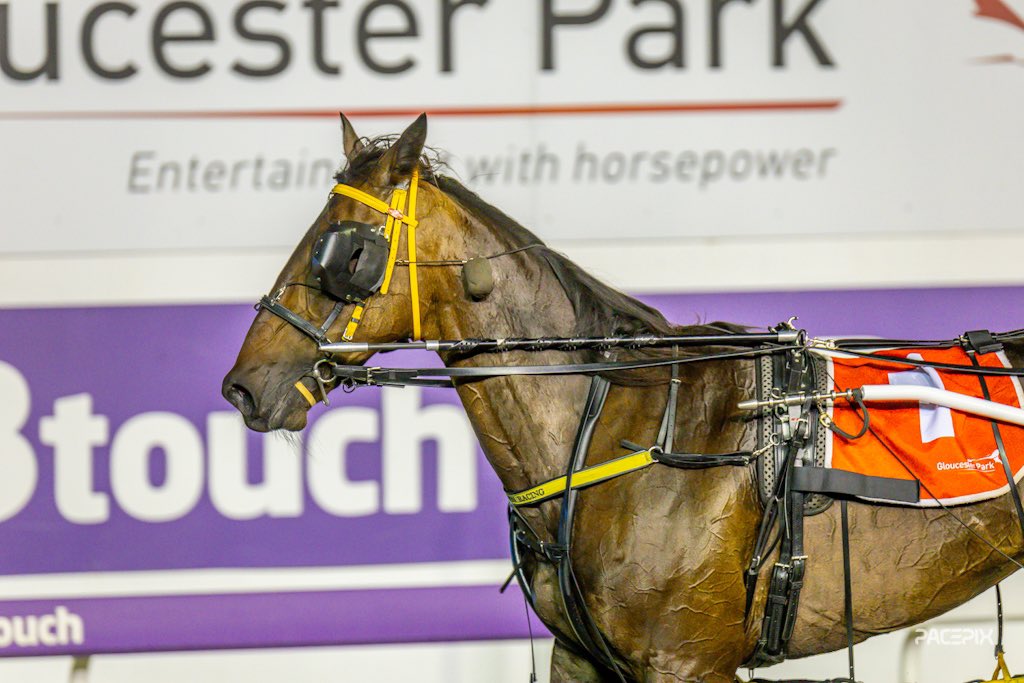 GloucesterPark's tweet photo. Nullarbor Navajo is this years The Lombardo winner! 

#GloucesterPark | 📸: @Pacepix_Au https://t.co/SWtKrg07gj
