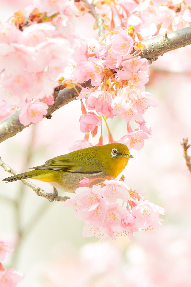 春色🌸

#権現堂
#川津桜
#メジロ
#サクジロー
#NikonD500
#sigma60600sports