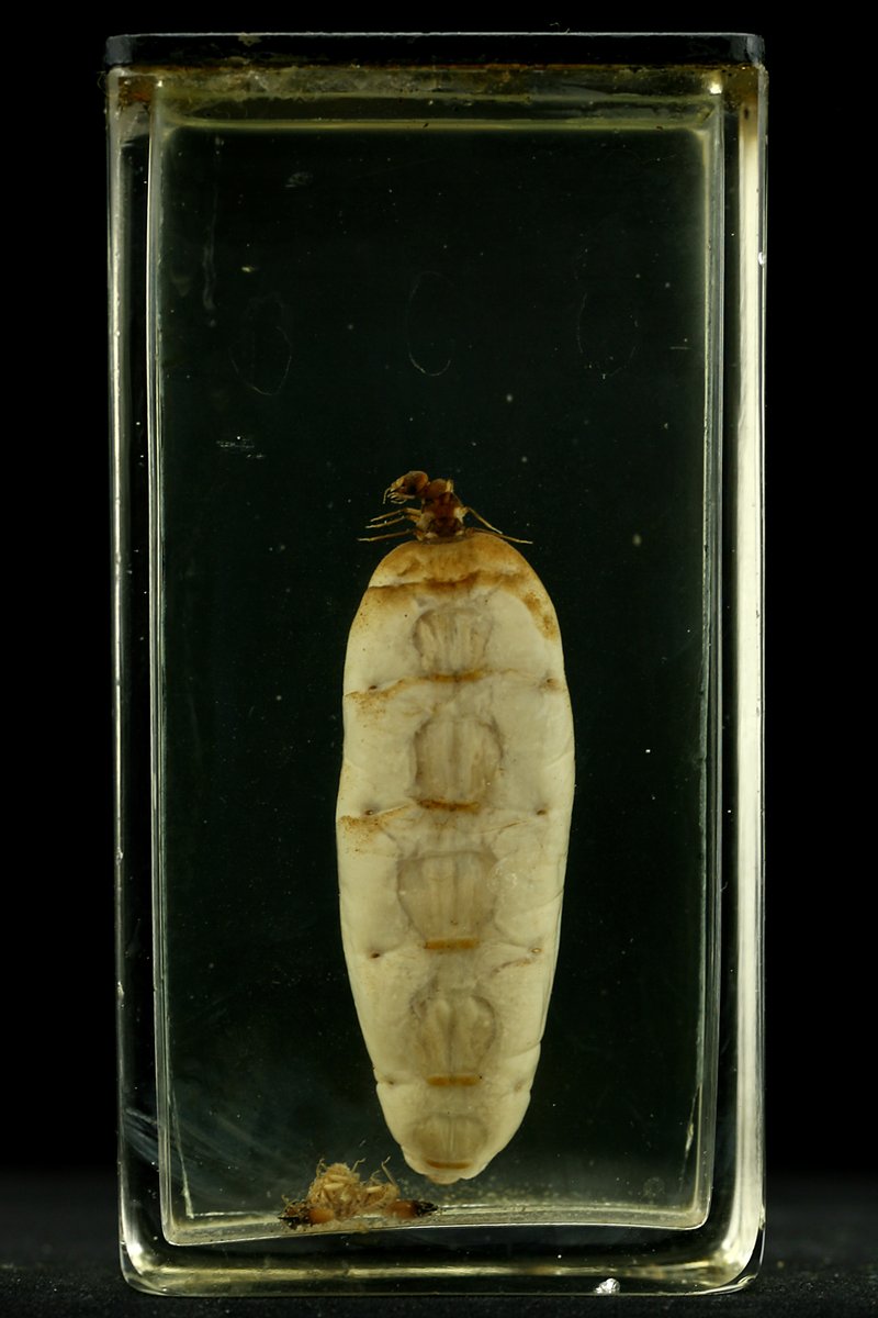 Happy #InternationalWomensDay ! To celebrate we've put together a thread of matriarchs of the museum. Starting off with the termite queen. She is typically the oldest termite in the colony, living up to 25-50 years, ensuring the survival of the colony 1/4