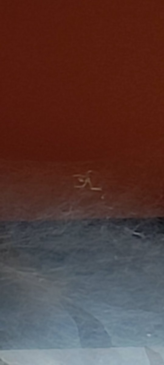 hex_fey's tweet photo. Well RIP ..(idk) Tony the spider..
xxxx-2024 
You were loved... by someone... Probably 😀🥲 https://t.co/6YSvsxMHpE