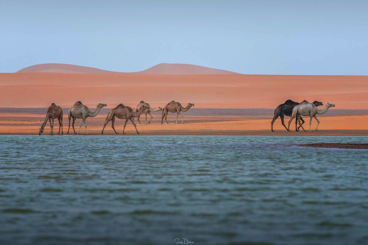 سيّاف دَشِن | Sayaf Dashen tweet media