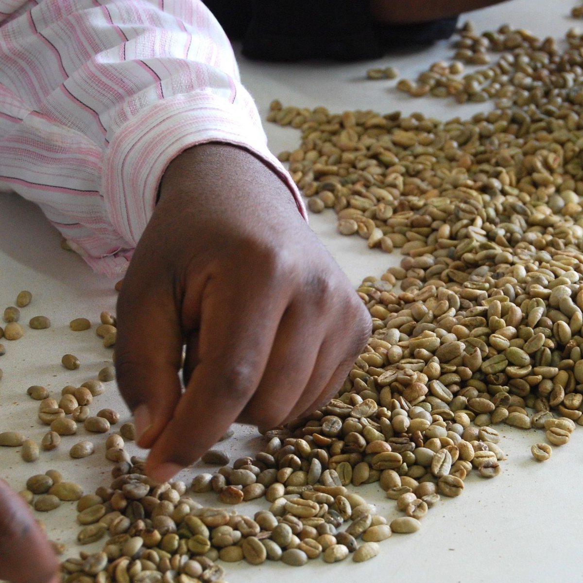 International woman day!
Today marks a day to celebrate all the women in the world

There is many women I will have met on my coffee journey who are important to mention,  still these women in Ethiopia have been an inspiration and will always be.

⠀