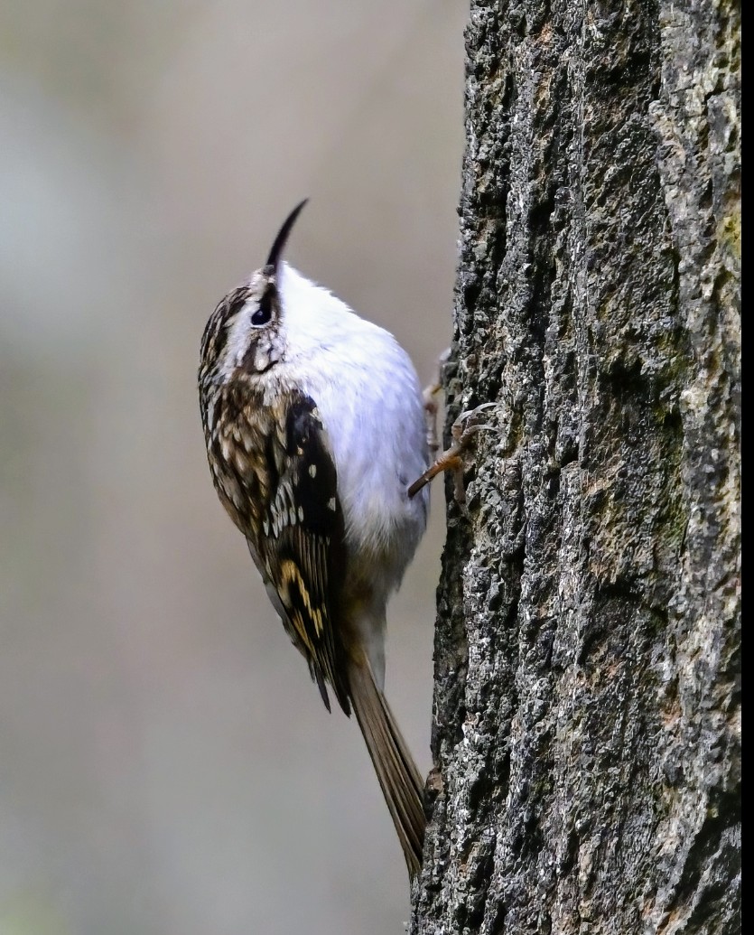 Treecreeper at Swell wood this morning