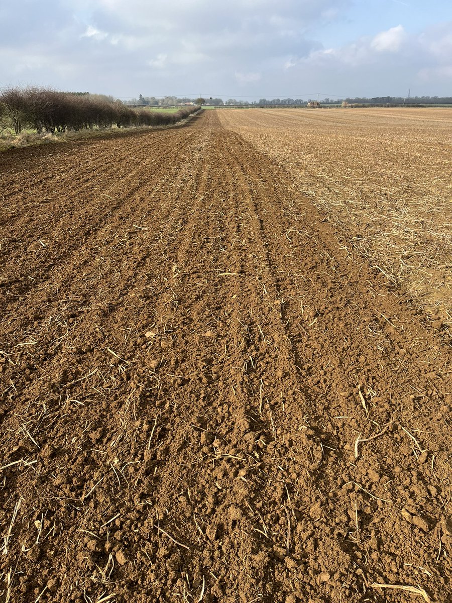 ALEXJAS's tweet photo. Finally getting a bit done….. laureate malting barley going in nicely with the Claydon @claydon @chandlersfe https://t.co/RzMs3MqG6O