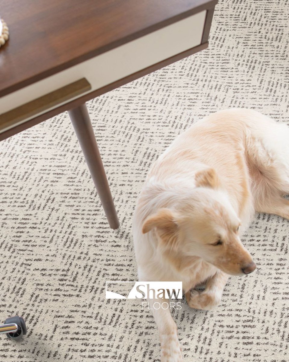 Luck meets luxury with Pet Perfect by Shaw Floors this March! 🐾 Visit MODA Floors & Interiors to discover how you can have the best of both worlds for your home and pets! 🍀 #petperfect #floors #shawfloors #newfloors #flooringstore #petfriendlyflooring