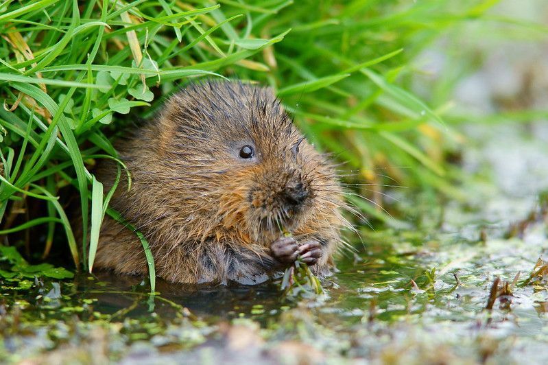 We're looking for volunteers! Gain experience working in a professional arts environment with us. ONCA loves our volunteers as much as a riverbank loves voles, so we call them Voles. They are generous and creative – essential to the ONCA ecosystem 🕸️ buff.ly/3SYIVHi