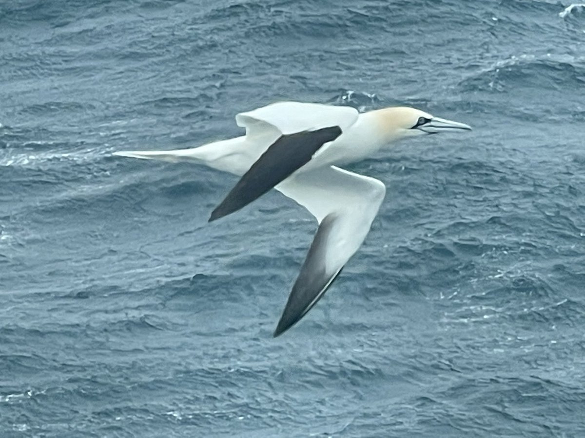 Gannet from today's Marinelidlfe ferry survey
