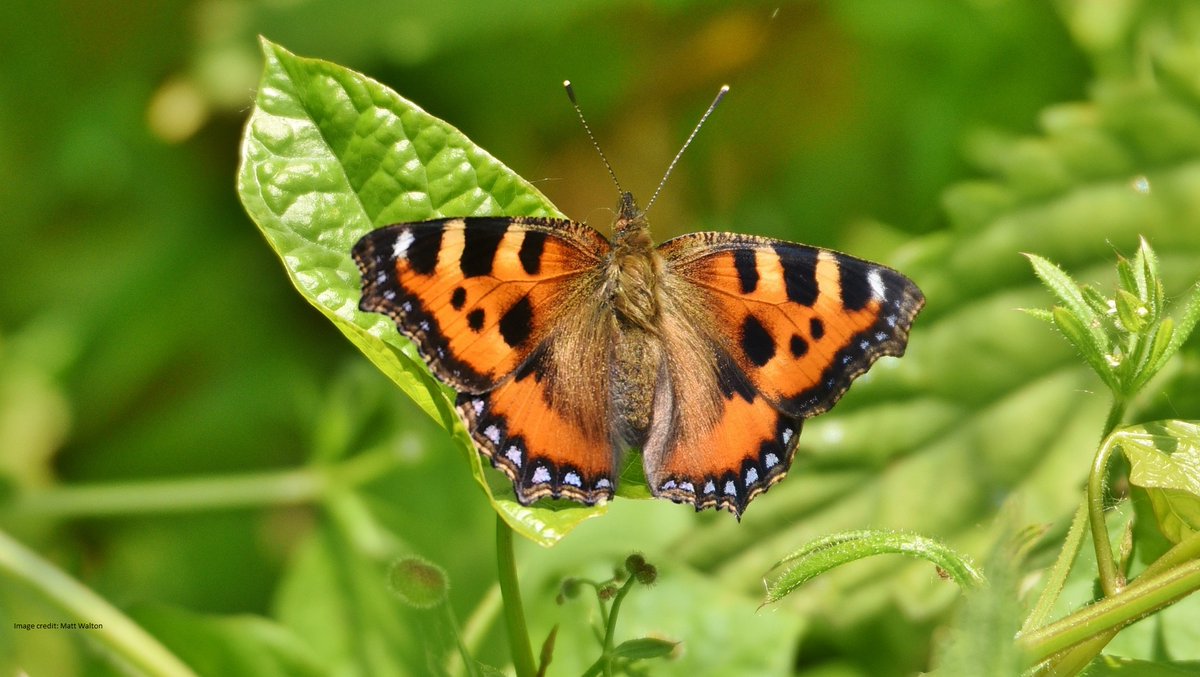 News just in- two Small tortoiseshell butterflies flying around on the reserve. Also two Pink-footed geese mixing with Greylags at Joist Fen, but they've moved on already. Lovely Spring weather here today (8/3) Photo by Matt Walton