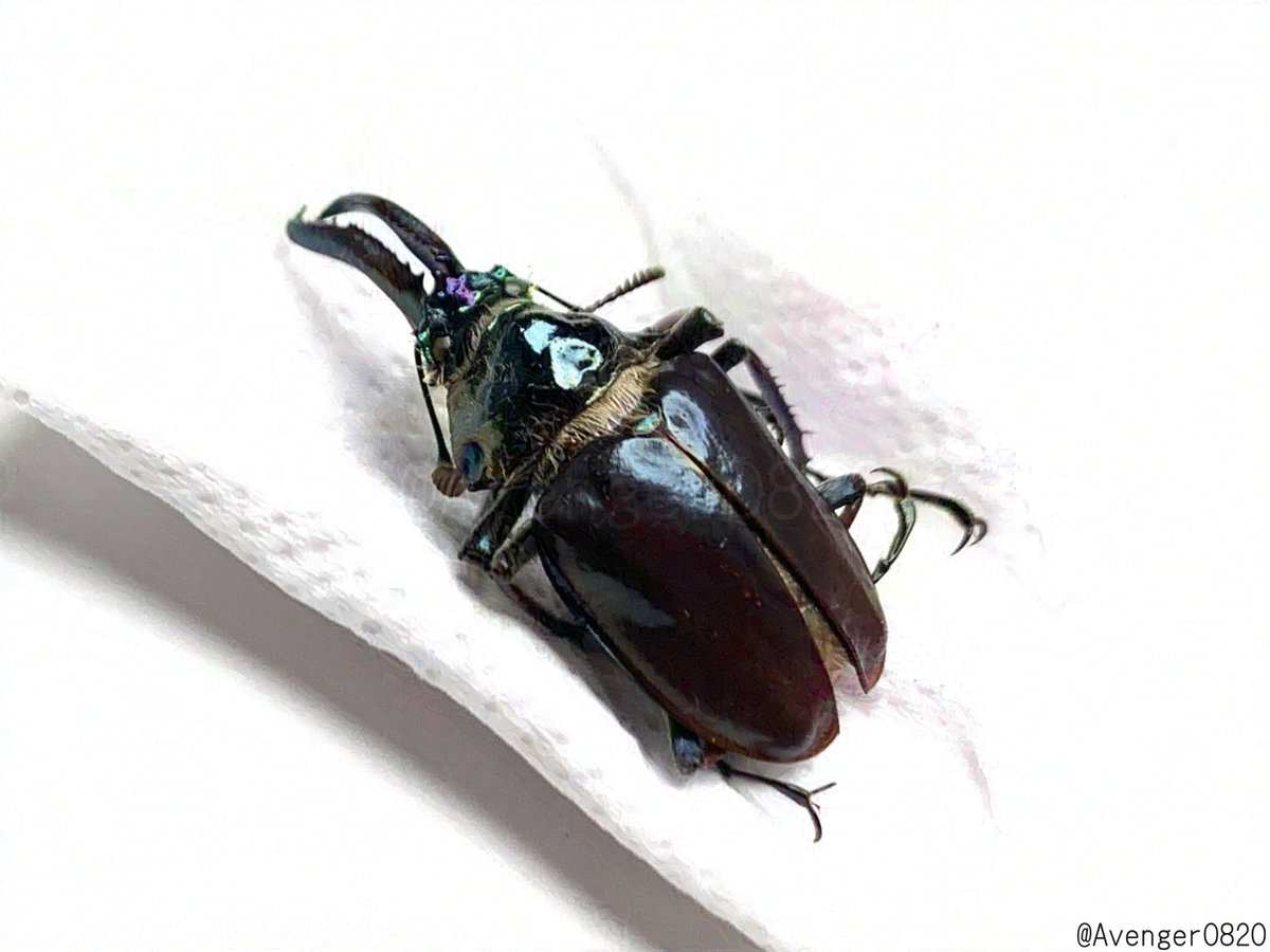 ホロメタリクス！ チリクワガタの中でも南部に生息する個体群 全体的に