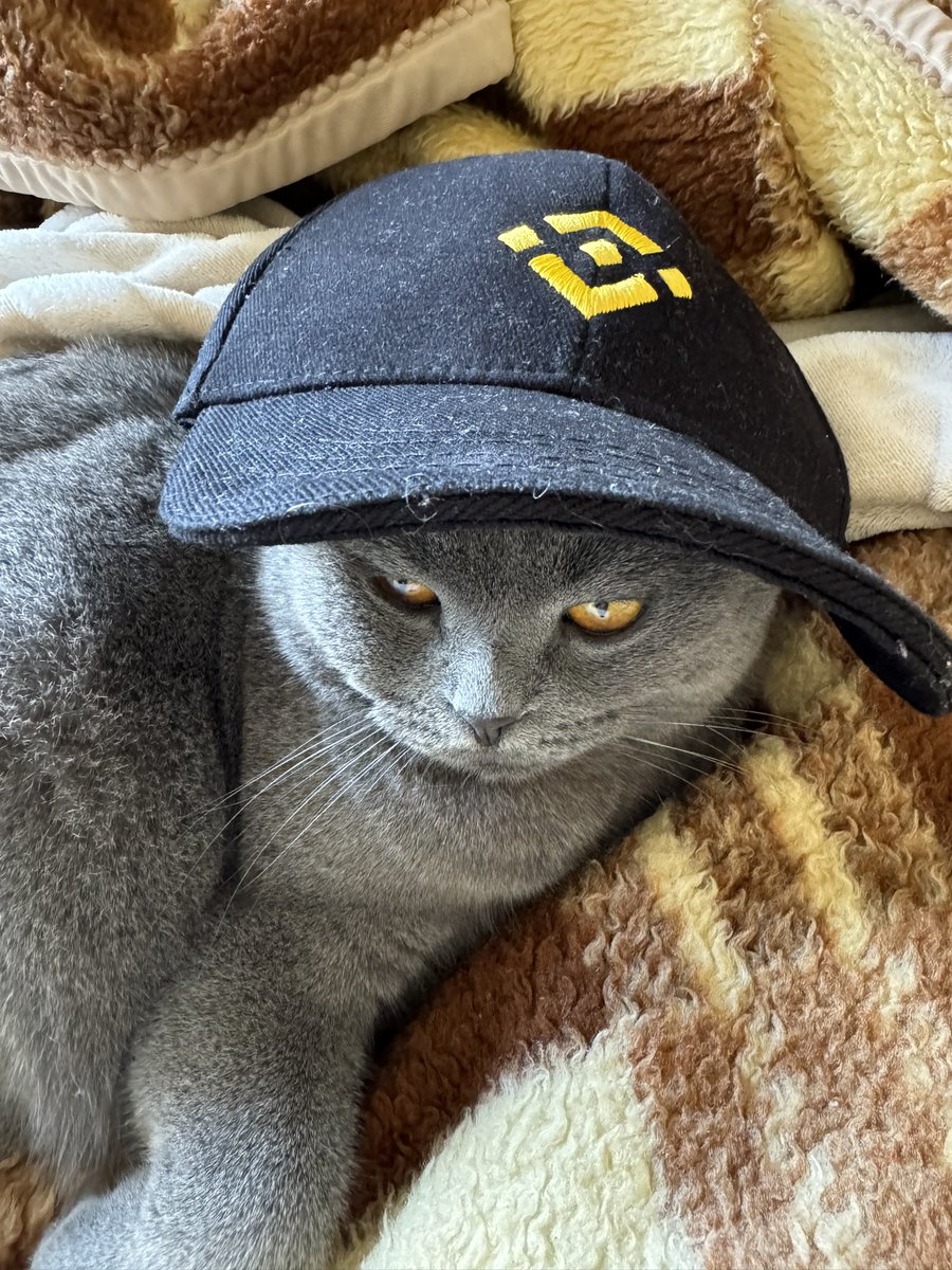binancezh's tweet photo. GM！ 
小猫咪能有什么坏心思，浅浅招点财啦🐱 
#Binance #BNB  
📷：@ivo_zele https://t.co/f0xsGEzLGJ
