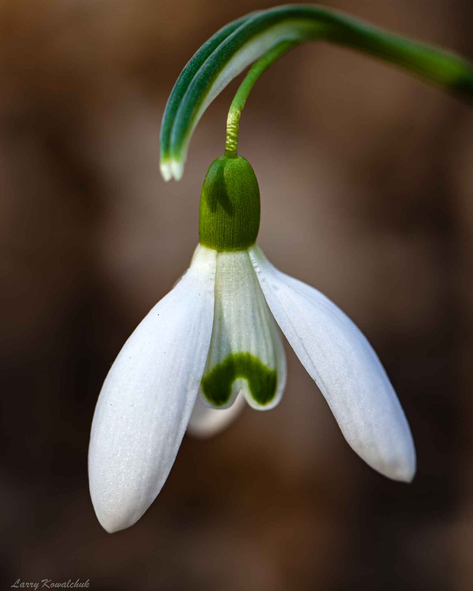 A Spring Gift Snowdrops appear in the backyard, the first spring flower of the season, always a seasonal reason for optimism #wildflower #spring #flowerpower #NaturePhotography #FLOWER #ThamesCentrePhotographer #OntarioPhotographer