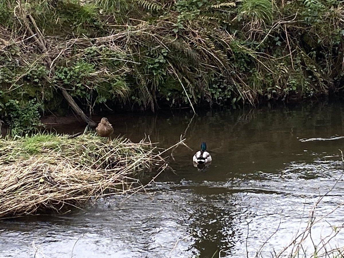 DanJCB001's tweet photo. Day 68 of our #100daysofwalking . Brisk morning walk on a bright, cold, windy but dry day 🏃‍♂️⛅️🥶🍀 #MurphysFarm #Bishopstown #Cork @NTBreakfast  #NewstalkFM @NewstalkFM #Spring #MTU https://t.co/VNq49jNmCT