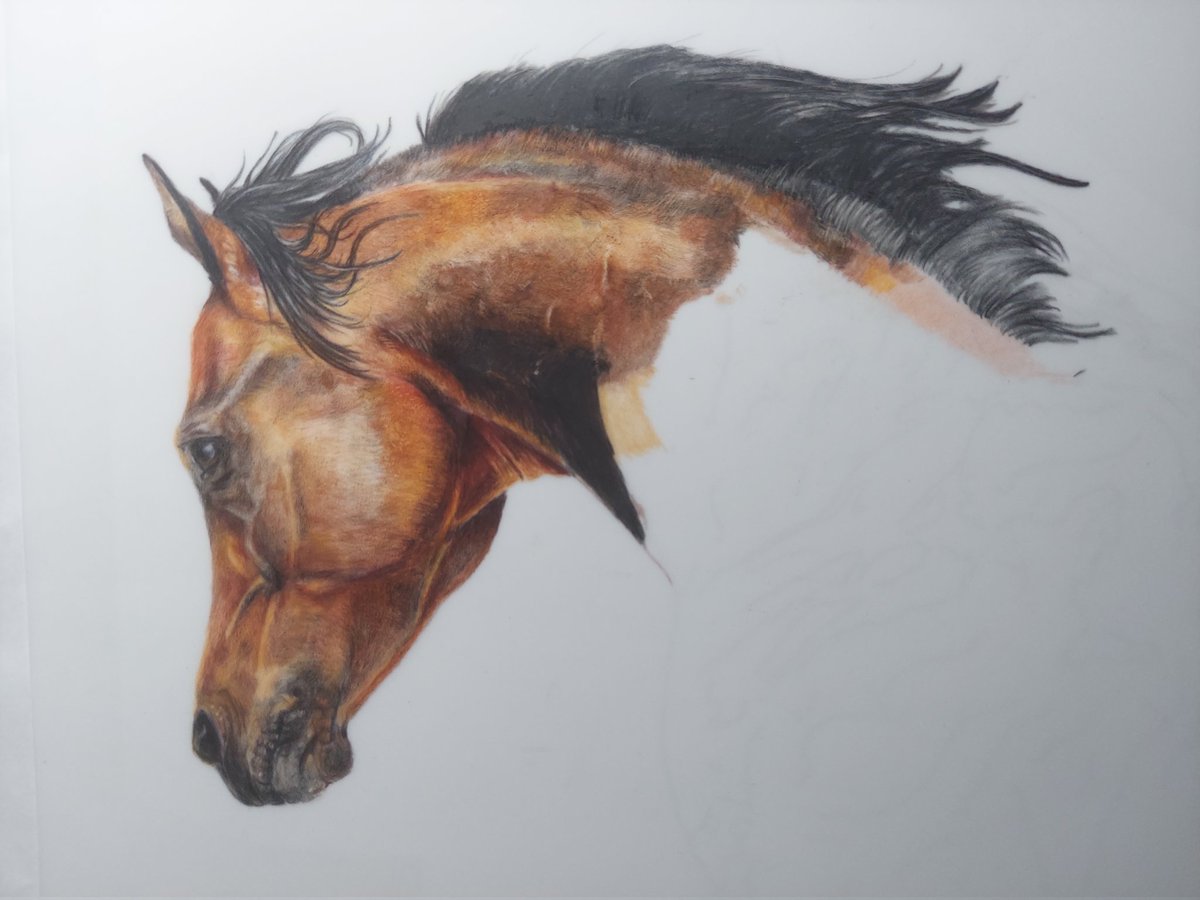 Been pretty busy lately, but I am still hard at work on beautiful animal portraits.