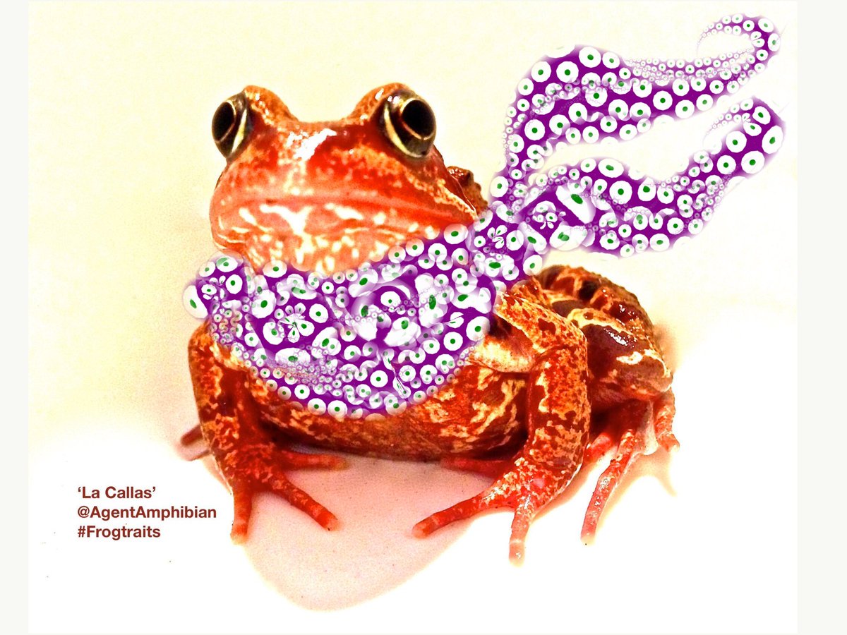AgentAmphibian's tweet photo. #HighFourAmphibians!

Happy #InternationalWomensDay dear #HERper-s!
💜🐸💚Keep doing the good work💚🐸💜

In this #Frogtraits: 'La Callas', a #CommonFrog #ranatemporaria, proudly wears her #SpawnCouture scarf in #Suffragette colours.

#FrogCollaborator #IWD #IWD24 #FrogFriday https://t.co/V2wzJfnvZN