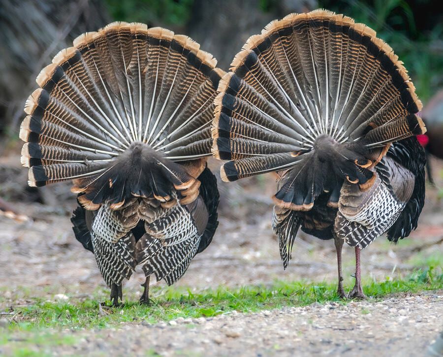 DebraMartz's tweet photo. "My Fanned Tail Feathers Are Bigger Than Yours" by Debra Martz
This is the 1st I've ever seen 2 turkeys display side by side! March 7, S Texas.
https://t.co/P6K8sqpKWM
#wildTurkeys #tailFeathers #display #nature #wildlife #birds #fanned #aves #avian, #featheredFriends https://t.co/Ng2YAhTn0H