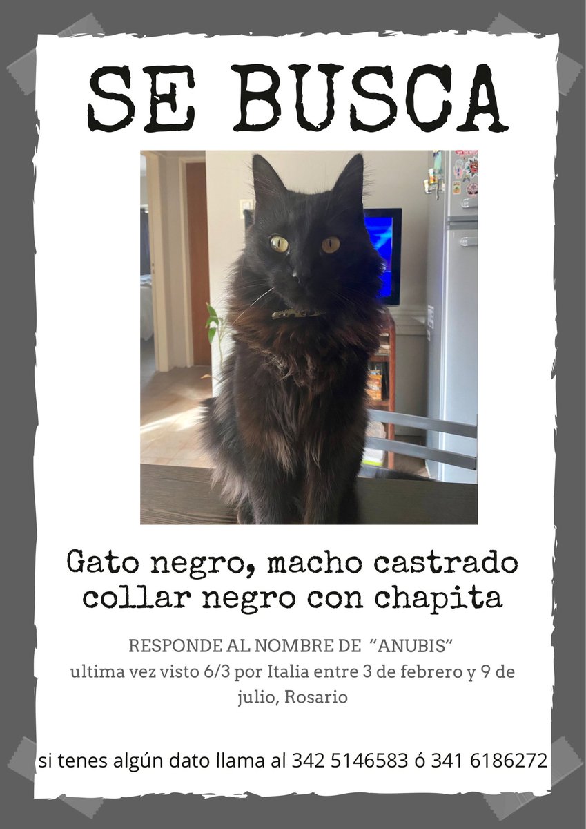 MartinaBerardoo's tweet photo. A menos que le haya pasado algo malo o se lo hayan llevado más lejos, tiene que estar en la manzana de Italia, 3 de febrero, dorrego y 9 de julio. Es muy sociable y capaz lo tiene alguien en su casa😔 queremos saber si está bien!!! #Rosario #PERDIDO #gato #difusión https://t.co/iWrnelt2St