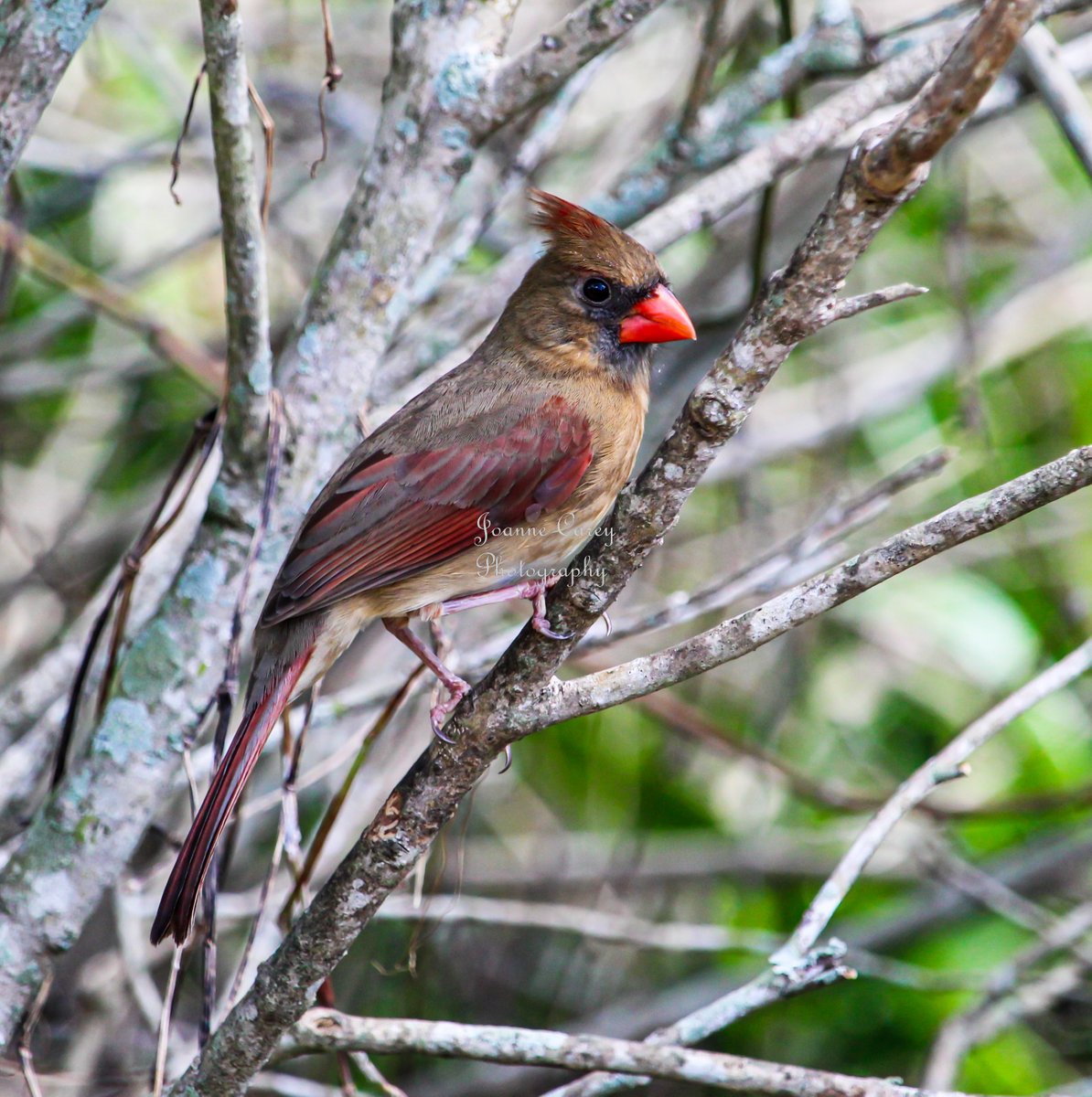 JoanneCarey64's tweet photo. "Female Cardinal 2" 🧡

This photographic image is avail. in my shop... picture taken at #CeleryFields in #Sarasota #Florida 🧡
#birdphotography #northerncardinal #birdwatching #wallart #homedecor #apparel #totebags #mugs #mothersdaygifts #gifts 

https://t.co/q9w66BRGyv 🧡 https://t.co/bMUrVTFCpc