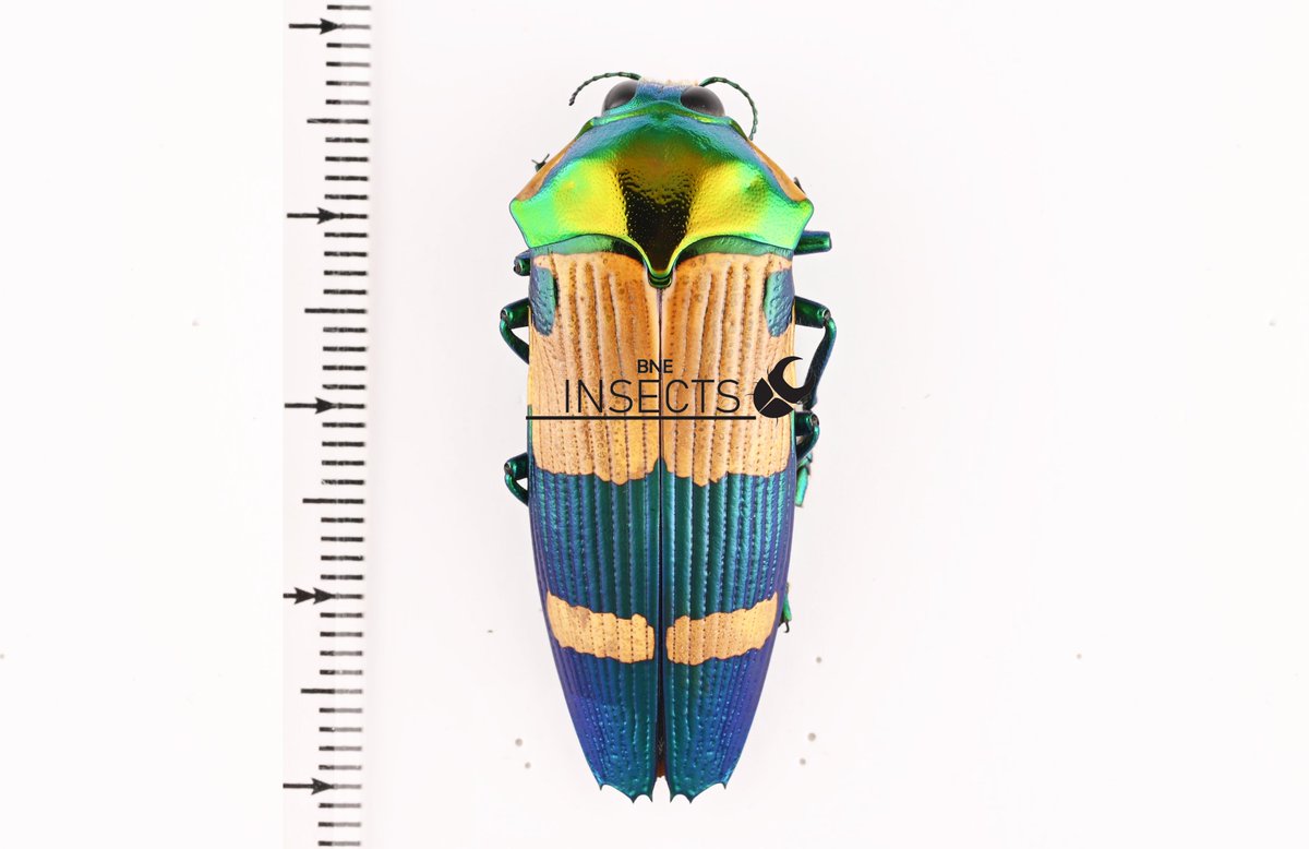 Insects-bne tweet media