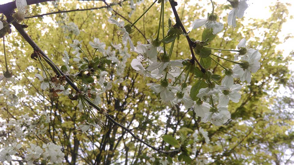 Fruit Routes (@fruitroutes) on Twitter photo Experience blossom bathing on our Spring Walk with artist Mita Solanky and Lottie from the Sustainability team <a href="/lborouniversity/">Loughborough University</a>. Along the way learn about foraging and Fruit Routes itself.
📅 Fri 15 March, 2pm
🎟️Free, all welcome, just turn up
bit.ly/FruitRoutesSpr… Experience blossom bathing on our Spring Walk with artist Mita Solanky and Lottie from the Sustainability team <a href="/lborouniversity/">Loughborough University</a>. Along the way learn about foraging and Fruit Routes itself.
📅 Fri 15 March, 2pm
🎟️Free, all welcome, just turn up
bit.ly/FruitRoutesSpr…