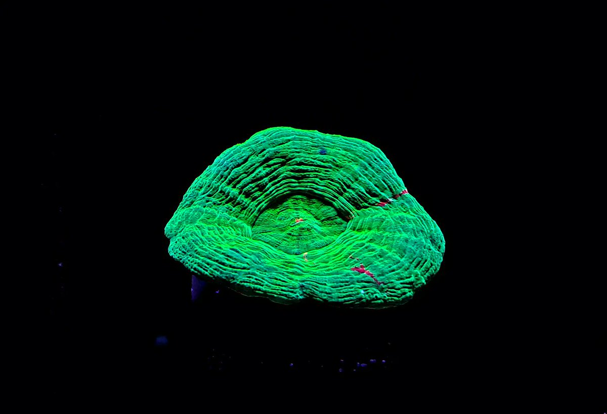 These mesmerizing #corals are nature's own light show, powered by fluorescent pigments that shimmer like underwater stars. Happy #fluorescencefriday 💫 . #FluorescentCorals #GeorgiaAquarium @GeorgiaAquarium #womeninscience